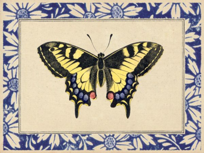 Butterfly Playing Card by John Derian