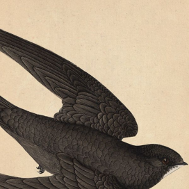 Swallow by John Derian