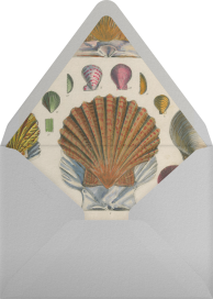 Anatomy of a Shell - John Derian Envelope