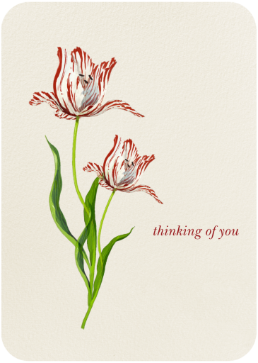 Rembrandt Tulip - Thinking of You Card by Felix Doolittle
