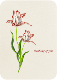 Rembrandt Tulip - Greeting Card by Felix Doolittle