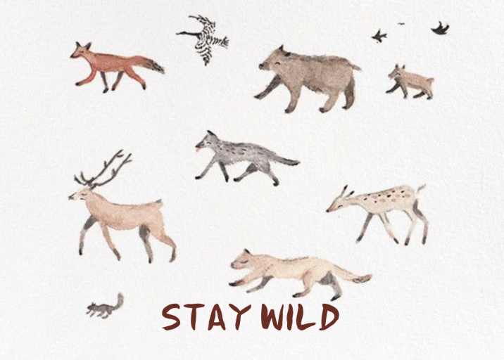 Stay Wild (Sig Burwash) by Red Cap Cards