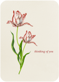 Rembrandt Tulip by Felix Doolittle