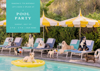 Pool Pups by Gray Malin