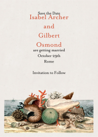 Shells Still Life by John Derian