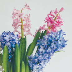 Celebrate Spring