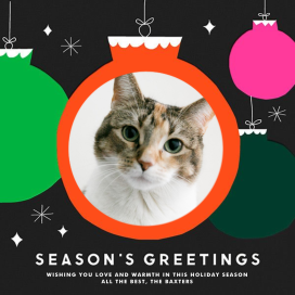 Ornaments Photo by The Indigo Bunting