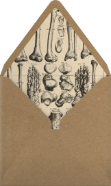 Cranium - John Derian Envelope